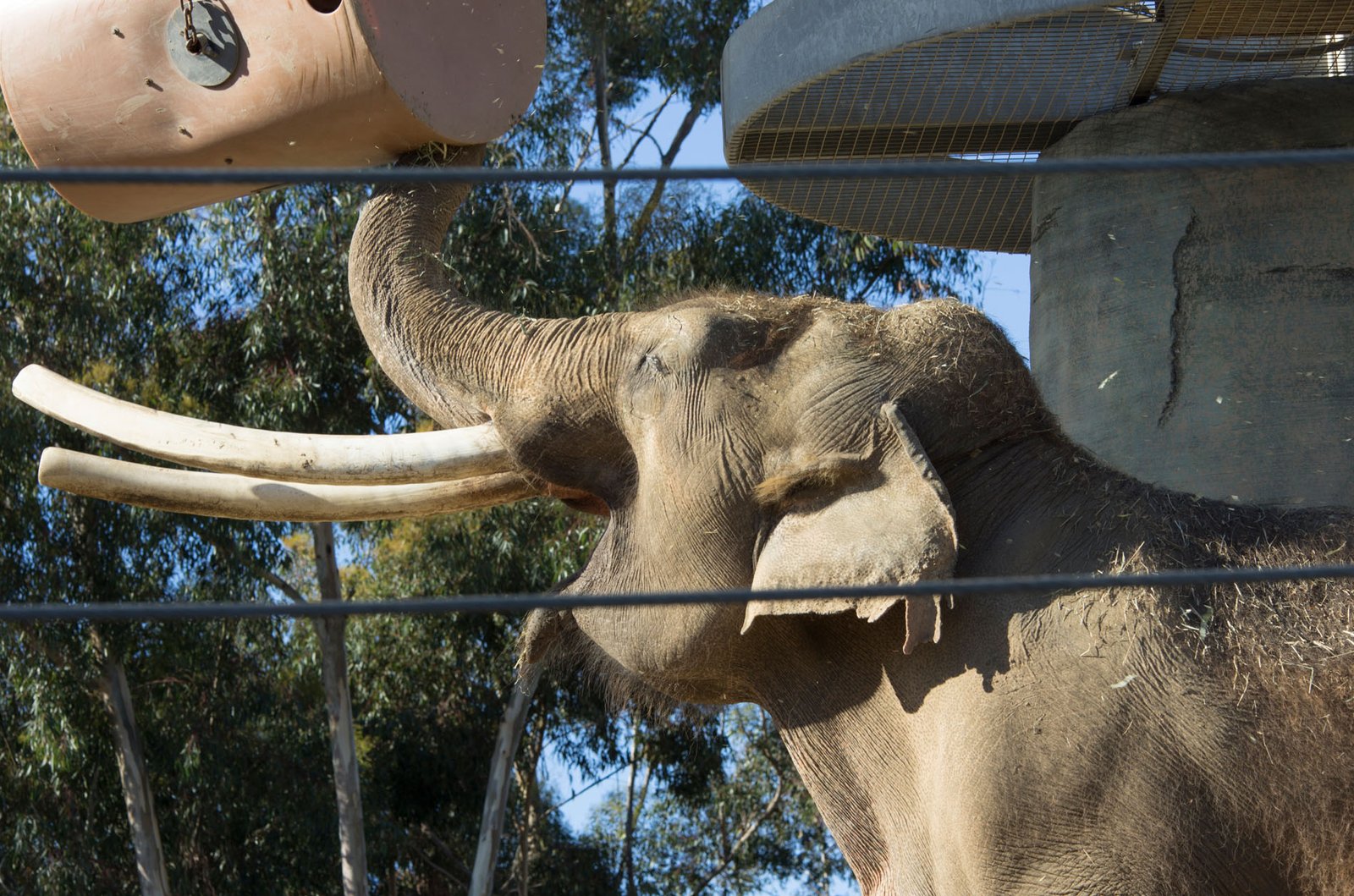San Diego Zoo Part I 046